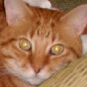 Meet your Posher, Kat